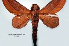 Cheligium lineatum