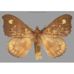 /filer/webapps/moths/media/images/M/marialara_Hapsimachogonia_HT_Mueller.jpg