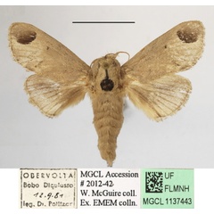 /filer/webapps/moths/media/images/S/sordida_Rhypteira_A_MGCLa_01.jpg