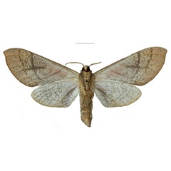 /filer/webapps/moths/media/images/M/michali_Neoclanis_HT_ZSMb.jpg