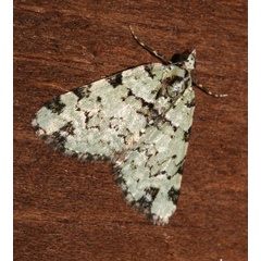 /filer/webapps/moths/media/images/B/bryophilaria_Piercia_A_Roland_01.jpg