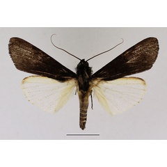 /filer/webapps/moths/media/images/N/nigrior_Audea_AM_Basquin_02.jpg