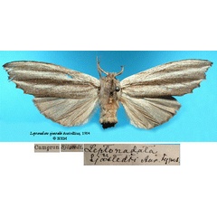 /filer/webapps/moths/media/images/S/sjostedti_Leptonadata_HT_SNHMa.jpg