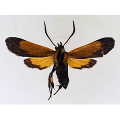 /filer/webapps/moths/media/images/S/setioides_Netrocera_AF_TMSA_02.jpg