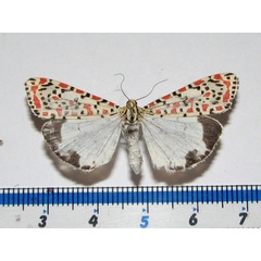 /filer/webapps/moths/media/images/P/pulchella_Utetheisa_A_Goff.jpg