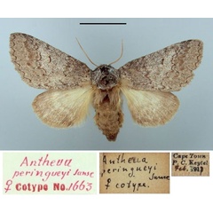 /filer/webapps/moths/media/images/P/peringueyi_Antheua_PT_TMSA.jpg