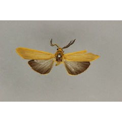 /filer/webapps/moths/media/images/B/bicoloria_Amsacta_AM_BMNH.jpg