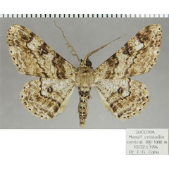 /filer/webapps/moths/media/images/A/amydropa_Cleora_AM_ZSMa.jpg