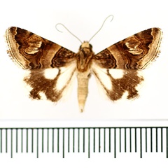 /filer/webapps/moths/media/images/O/oranensis_Drasteria_AM_BMNH_02.jpg