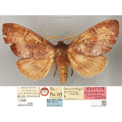 /filer/webapps/moths/media/images/G/gueneana_Lasiocampa_NT_BMNH.jpg