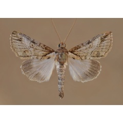 /filer/webapps/moths/media/images/S/sticticraspis_Risoba_A_Butler.jpg