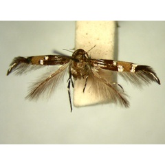 /filer/webapps/moths/media/images/C/circe_Cosmopterix_HT871_TMSA_01.jpg