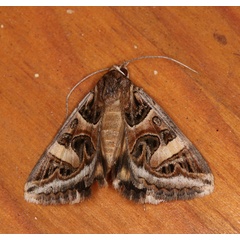 /filer/webapps/moths/media/images/V/vermiculosa_Cerocala_A_Roland_01.jpg