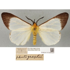 /filer/webapps/moths/media/images/A/antsianakana_Coenostegia_PLTM_BMNH_01.jpg