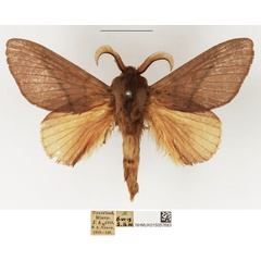 /filer/webapps/moths/media/images/C/capreolus_Pachymeta_AM_NHMUK.jpg