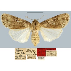 /filer/webapps/moths/media/images/L/leroyi_Rhyacia_HT_MNHN.jpg