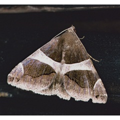 /filer/webapps/moths/media/images/T/torrida_Dysgonia_A_Roland_01.jpg
