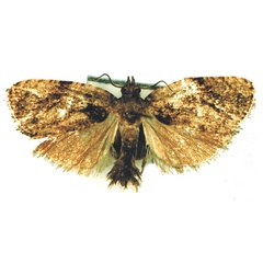 /filer/webapps/moths/media/images/C/cidna_Diakonoffiana_HT_MRSN.jpg