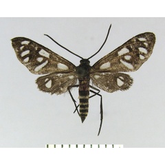 /filer/webapps/moths/media/images/M/montagua_Amata_HT_TMSA.jpg