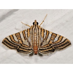 /filer/webapps/moths/media/images/D/duponti_Glyphodea_A_Mazzei_04.jpg