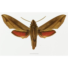 /filer/webapps/moths/media/images/E/eson_Hippotion_AM_Basquin_02a.jpg