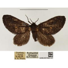 /filer/webapps/moths/media/images/F/fulvipunctata_Epipyrops_AM_NHMUK.jpg
