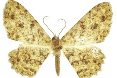 Afroracotis dargei