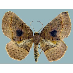 /filer/webapps/moths/media/images/P/pycnoconia_Asthenotricha_AM_ZSM.jpg