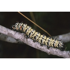 /filer/webapps/moths/media/images/B/belina_Gonimbrasia_C_Roland_01_vMvWh6E.jpg