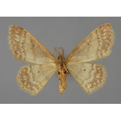 /filer/webapps/moths/media/images/I/insularum_Idaea_A_ZSM_02.jpg