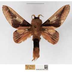 /filer/webapps/moths/media/images/P/pentheter_Apatelopteryx_AM_NHMUK_02.jpg