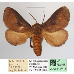 /filer/webapps/moths/media/images/P/pyrosomoides_Teinorhyncha_A_MGCLa_01.JPG