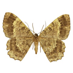 /filer/webapps/moths/media/images/F/fiebigi_Afroracotis_PTF_Staudeb.jpg