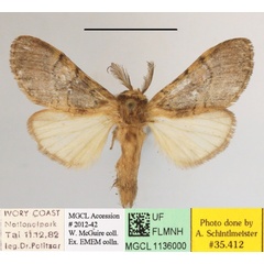 /filer/webapps/moths/media/images/G/grisescens_Pararhenea_A_MGCLa_01.JPG