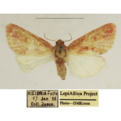 /filer/webapps/moths/media/images/A/albipuncta_Timora_AF_TMSA_01.jpg