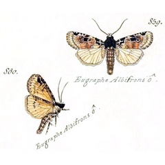 /filer/webapps/moths/media/images/A/albifrons_Eugraphe_HT_Geyer_859.jpg