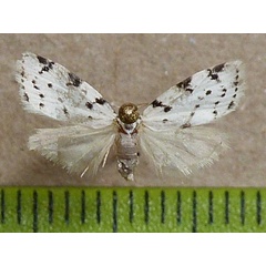 /filer/webapps/moths/media/images/L/lineata_Eurosia_A_Butler_1BjWCxq.jpg