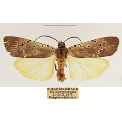 /filer/webapps/moths/media/images/O/ostentata_Sommeria_AM_TMSA_01.jpg