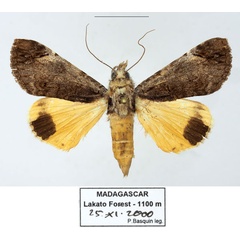 /filer/webapps/moths/media/images/O/ochreipennis_Ulotrichopus_AF_Basquina.jpg