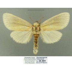 /filer/webapps/moths/media/images/E/extenuata_Antheua_AF_Schintlmeister_01.jpg