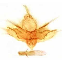 /filer/webapps/moths/media/images/M/magniplaga_Marcipa_GM_MSNM_Berio5476.jpg