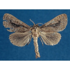 /filer/webapps/moths/media/images/D/dallastai_Kroonia_HT_RMCA_NVZ8ecK.jpg