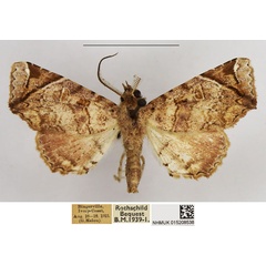 /filer/webapps/moths/media/images/G/gabriela_Eutelia_AM_NHMUK.jpg