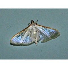 /filer/webapps/moths/media/images/V/vitrealis_Palpita_A_Goff.jpg