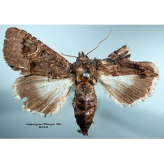 /filer/webapps/moths/media/images/N/nigrescens_Aedia_HT_SNHM_01.jpg