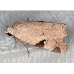 /filer/webapps/moths/media/images/C/cornuta_Brevipecten_A_Heyns_02.jpg