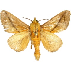 /filer/webapps/moths/media/images/T/transversata_Barilla_AM_MCJM.jpg