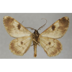 /filer/webapps/moths/media/images/D/derogaria_Cleora_AM_ZSMb.jpg