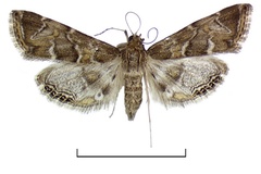 Eoophyla grandifuscalis