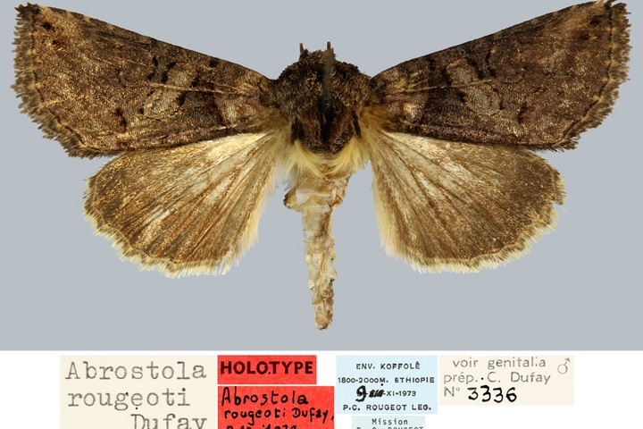 /filer/webapps/moths/media/images/R/rougeoti_Abrostola_HT_MNHN.jpg